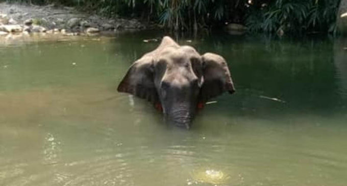 Kerala elephant death: Animal bodies demand legal action