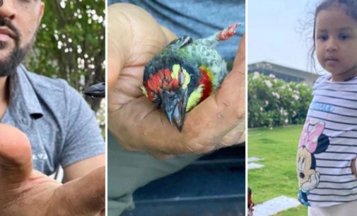 Bird’s eye view: CSK posts pic of bird saved by Dhoni