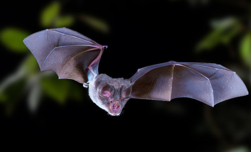 Covid-19 virus has been circulating in bats for decades: Study