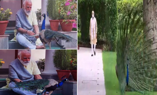 Modi’s video with peacock will give you ultimate Sunday vibes