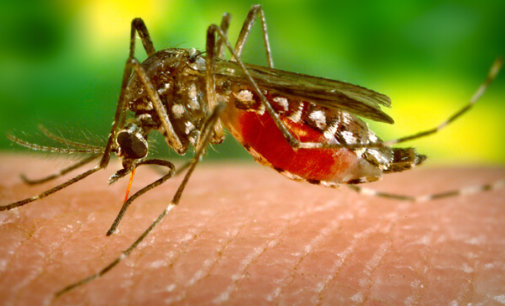 Study: Unravelling mother to baby transmission of Zika virus