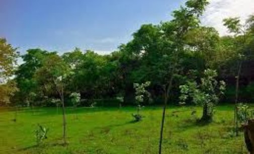Delhi Cabinet passes tree transplantation policy, approves smog tower