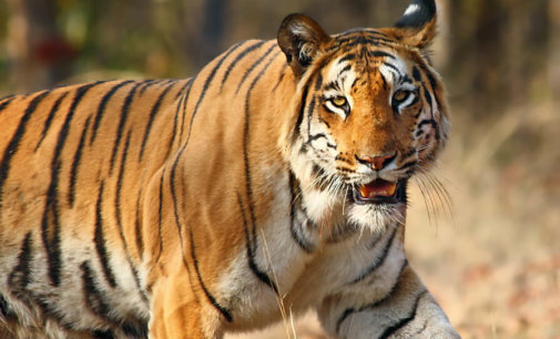 India’s commitment to wildlife conservation is stronger than ever: PM Modi
