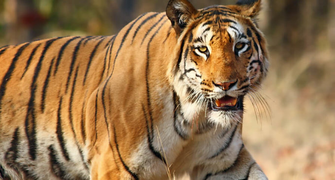 India’s commitment to wildlife conservation is stronger than ever: PM Modi