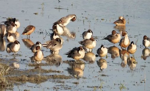 Bird flu: Uttarakhand health dept asks district-level teams to remain alert