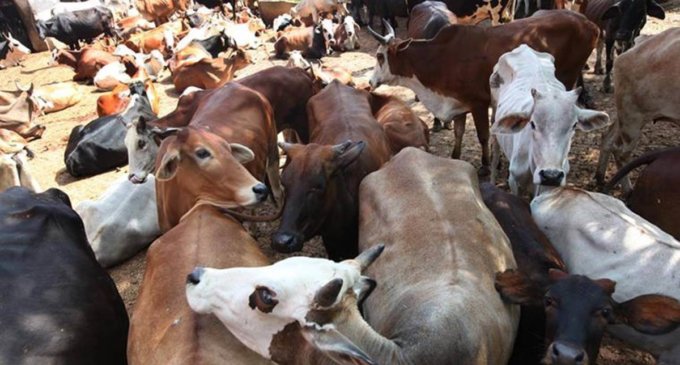 Rashtriya Kamdhenu Aayog to hold online exam on cow science on Feb 25