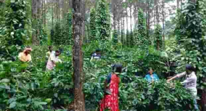 Araku coffee promoted by CGISF