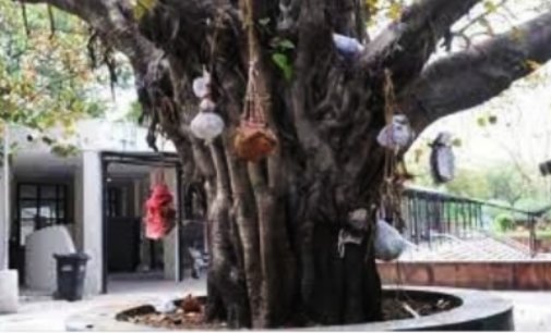 ‘Ghant’ on peepal tree – ghastly reminder of pandemic deaths