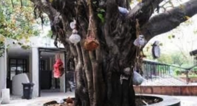‘Ghant’ on peepal tree – ghastly reminder of pandemic deaths