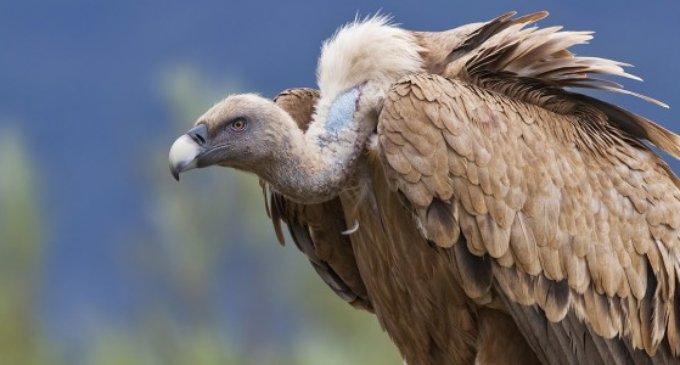 India’s plan ensures vultures rule skies once again