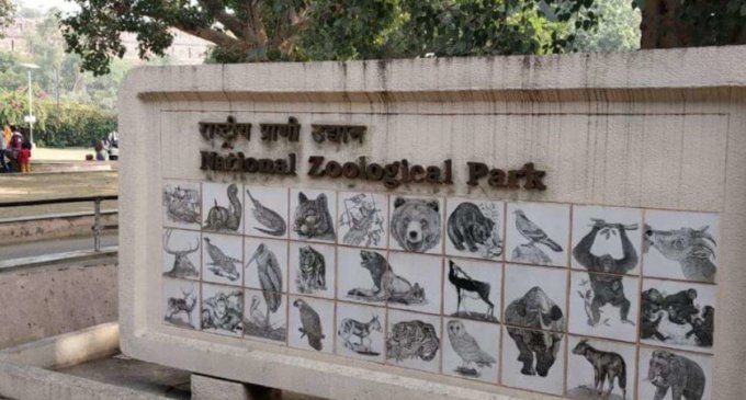 Delhi zoo sends samples of some animals for COVID-19 testing at IVRI Bareilly