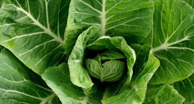 One cup of leafy green vegetables a day, keeps heart diseases away: Study
