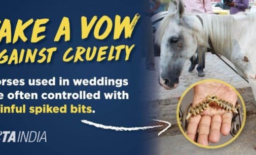 PETA campaign for horse-free weddings