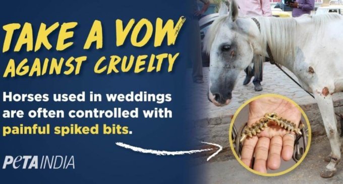 PETA campaign for horse-free weddings