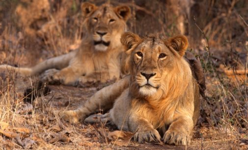 Gir National Park: Saving the Asiatic lion from extinction
