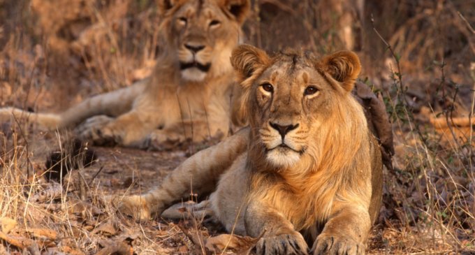 Gir National Park: Saving the Asiatic lion from extinction