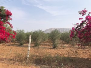 Olive plantation in Bassi Rajasthan