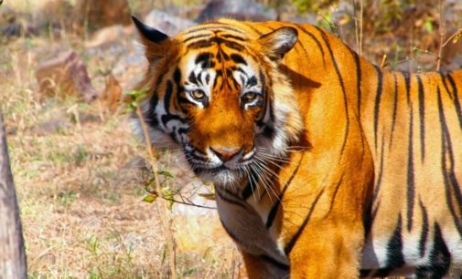 Ranthambore National Park: Mixture of heritage site & rich wildlife