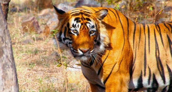 Ranthambore National Park: Mixture of heritage site & rich wildlife