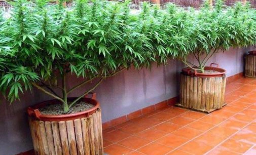 Russian national arrested in Goa beach village; marijuana seized
