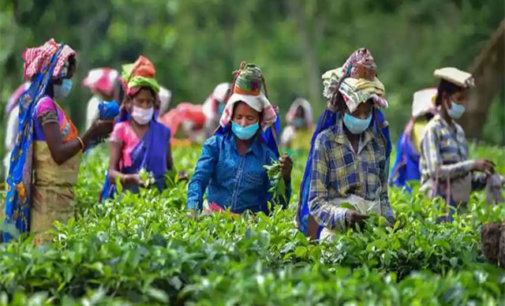 Sri Lankan economic crisis brings opportunity for Indian tea industry