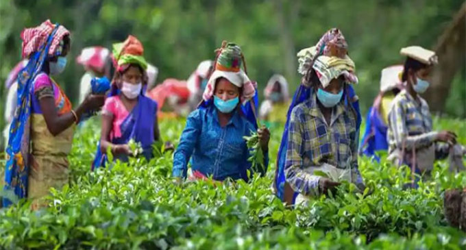Sri Lankan economic crisis brings opportunity for Indian tea industry