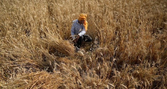 US hopes to convince India to reconsider wheat exports curb decision