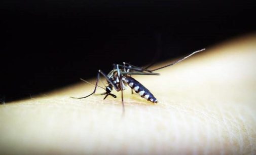 Zika Virus: First case reported in Karnataka, 5 yr-old-girl tests positive